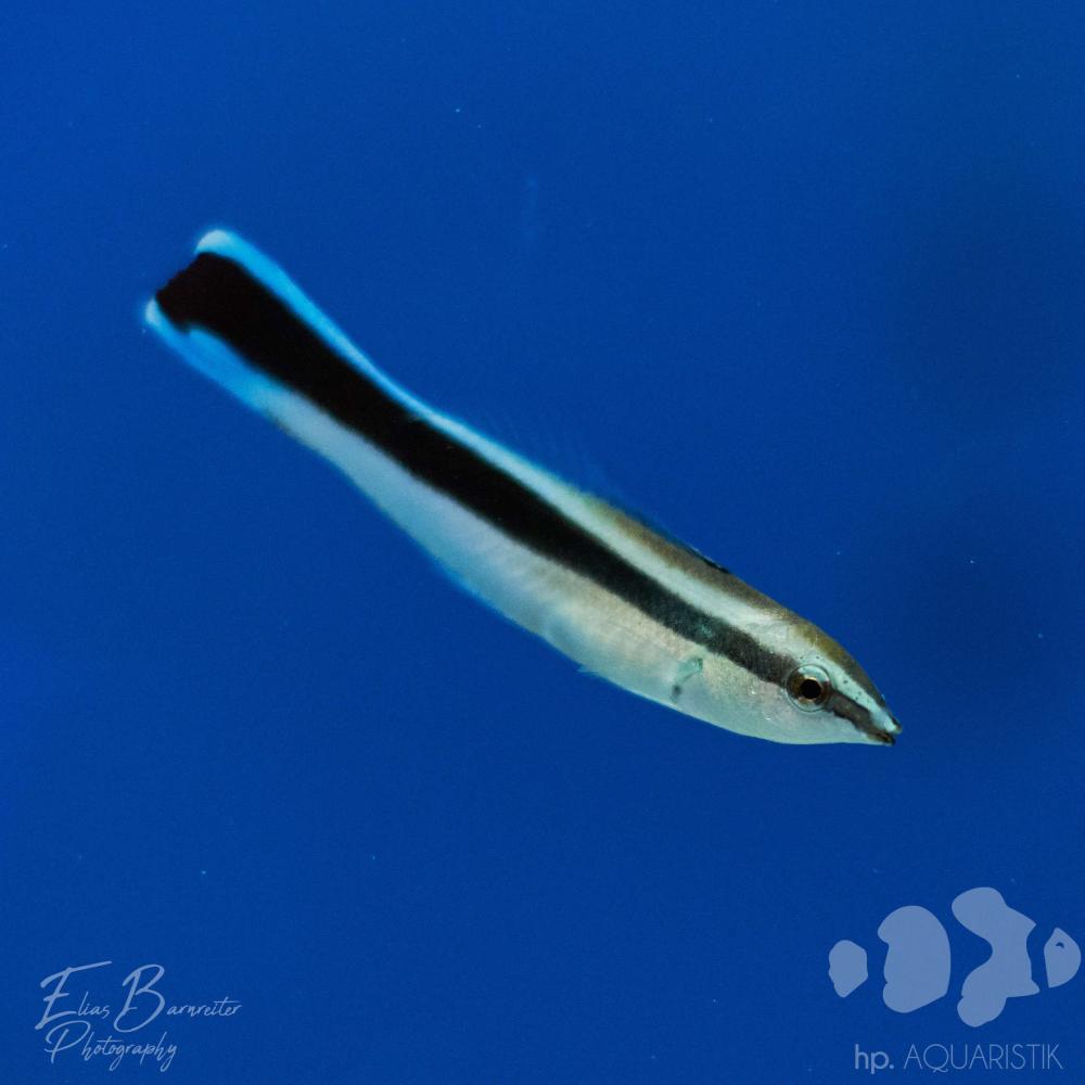 Putzerlippfisch - Labroides dimidiatus